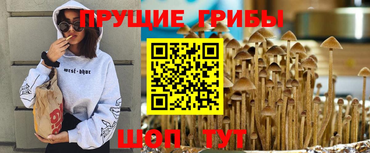 Галлюциногенные грибы Psilocybine cubensis Брянск